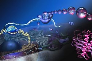 105: Introduction to Molecular Biology